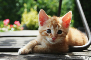  Котёнок- рыжик в дар! #790272