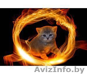 Британские котята ждут вас ! #795563