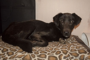 Винни умоляет вас о помощи!!!! #796826