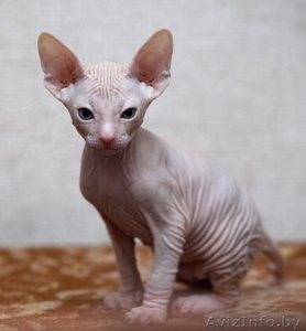 продажа донских сфинксов #790703