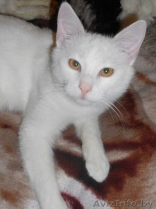 Белоснежный котик в дар! #799123