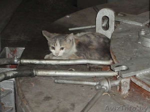 Срочно! Котятам грозит опасность! Помогите! #792419