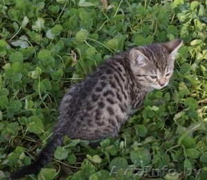 бенгальские леопардики #788702