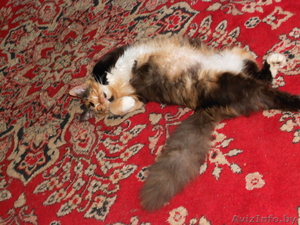 Отдам кошку  даром в хорошие руки #791305