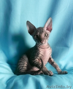 Котёнок ДОНСКОЙ СФИНКС #800514