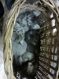  классные котята!!!!!!!! Отдам в хорошие руки !!!!!!!! #784485