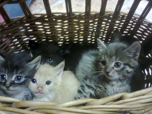  красивые котята #784393
