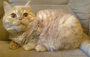 британские короткошерстные #792712