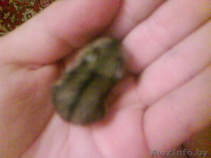 Продам хомячков ( джунгарские ) #796426