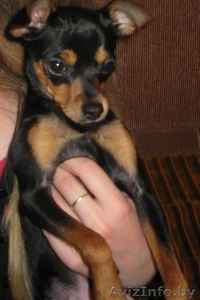 продам щенка той терьера с родословной, 8 мес #793649