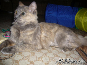 ГЕРМИОНА - благодарная кошка черепахового окраса,  2 года,  В ДАР #796802