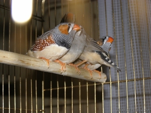 Забавные ЗЕБРОВЫЕ Амадины  #793924