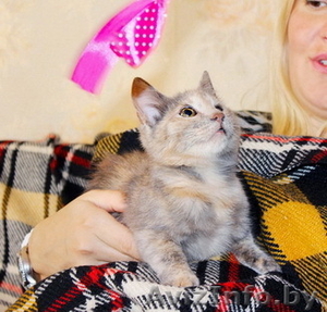 Поночка - молоденькая ласковая кошечка в добрые руки. #800051