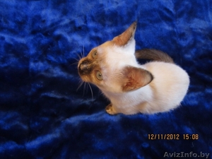 Продается тайская кошечка #797577