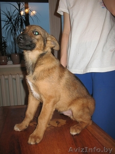 Щенок метис овчарки ищет хозяев #790186