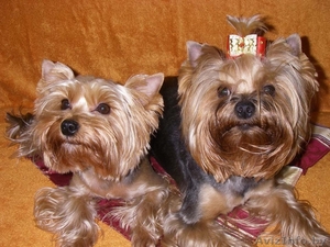 лапочка йорк от хороших родителей ждет Вас #798135