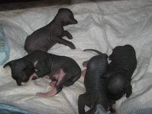 Малыши канадский сфинкс #457184