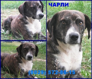 небольшой молоденький пес Чарли в хорошие руки #785357