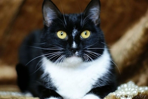 Бьорк - красотка с глазами цвета луны в дар! #796162