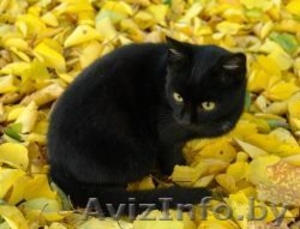 супер котенок в дар #787010