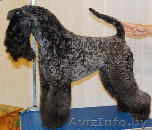 керри=блю-терьер #787448