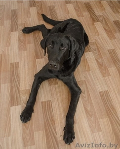 Остин-лабрадор ретривер в дар! #784186