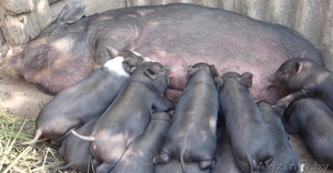 прродою поросят вьетнамской вислобрюхой #800632