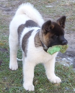 акита американская #790918