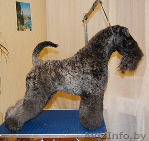 КЕРРИ-БЛЮ-ТЕРЬЕР #787453