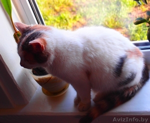 Трехцветная кошечка-подросток в добрые руки! #791822