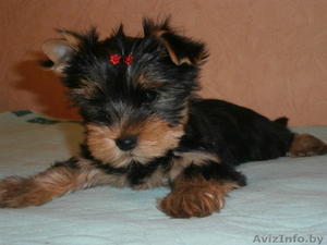 Щенки йокширского терьера 8029 916 33 59 #797641