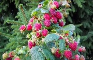 Саженцы малины,  сорта POLANA (Поляна,  Полька). #793144