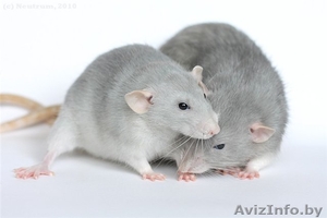 Куплю/приму в дар 2 крысят #792239