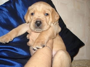 отличный друг лабрадор ретривер #787793