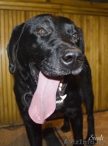 Стенли-лабрадор ретривер. #792866