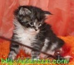 Мейн-кун котята из питомника. #814976