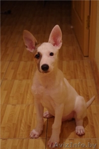 Щенулька в добрые руки #788476