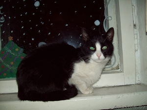 Молодая кошка ищет новых хозяев #814538