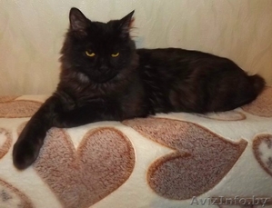 Котенок-подросток в дар!  #807049