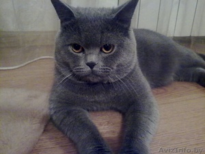 Вязка Британский кот. Молодой, титулованый #803457