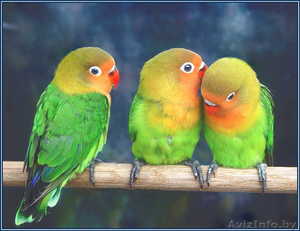 попугай - неразлучник  #805266