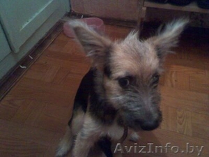 отдам в хорошие руки милого щенка #800964