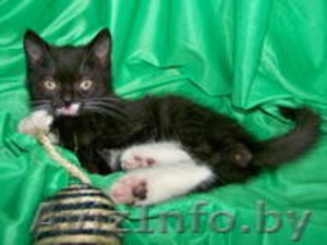 Самый лучший котенок хочет домой!  #810491