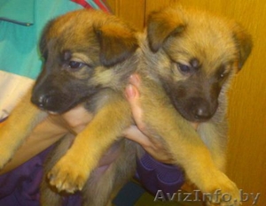 Два щенка немецкой овчарки ждут сових хозяев #801377