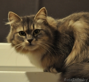 Роскошная пушистая кошка в дар #803886