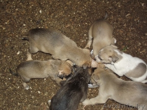 щенки ждут добрых хозяев #793755