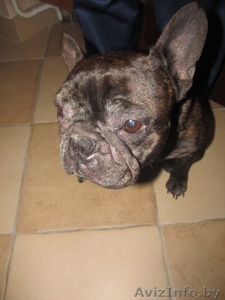 Французский бульдог в дар!  #811179