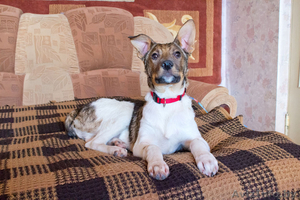 Верный друг Альтик ищет хозяина #813720