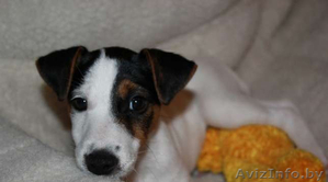 Малышка Джек Рассел терьер #801055