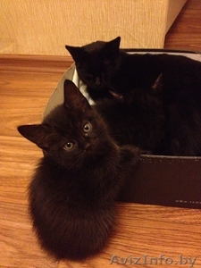 Котятки в добрые руки #808234